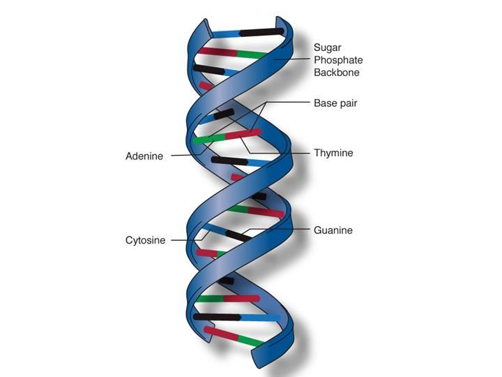 a diagram of the structure of a double - stranded, multi - colored spiral