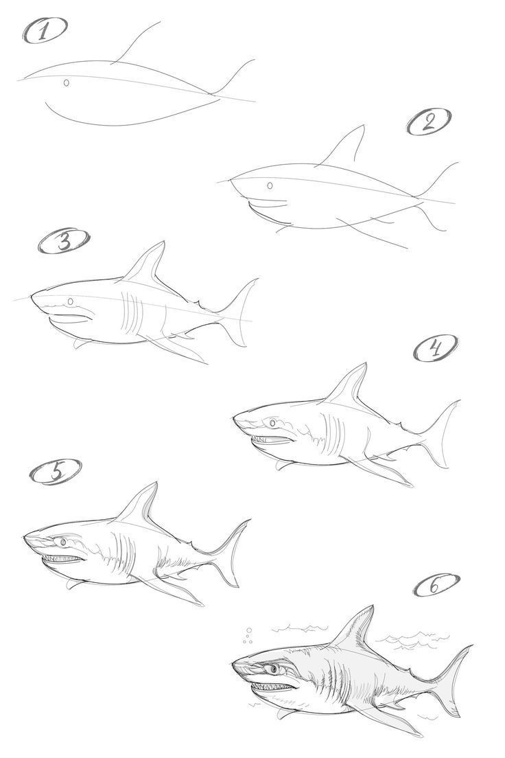 several different types of sharks are shown in this drawing