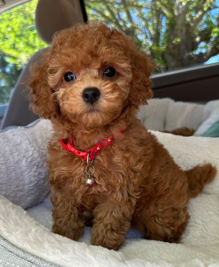 a small brown dog sitting on top of a white blanket in the back seat of a car