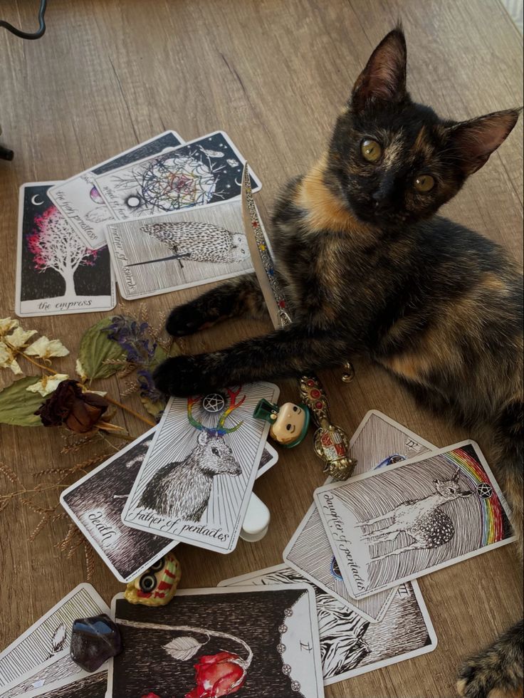 a cat laying on the floor surrounded by playing cards