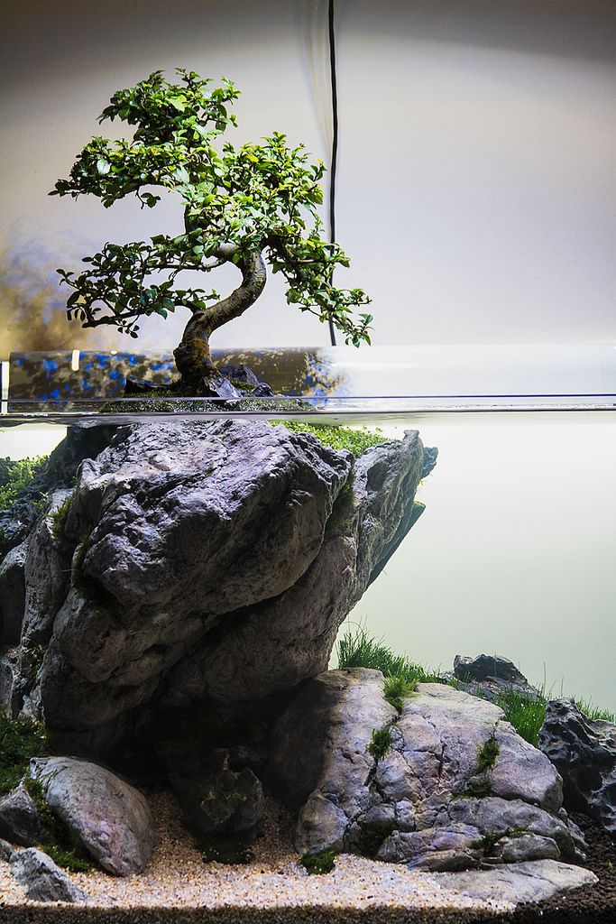 a bonsai tree growing on top of a rock in the middle of an aquarium