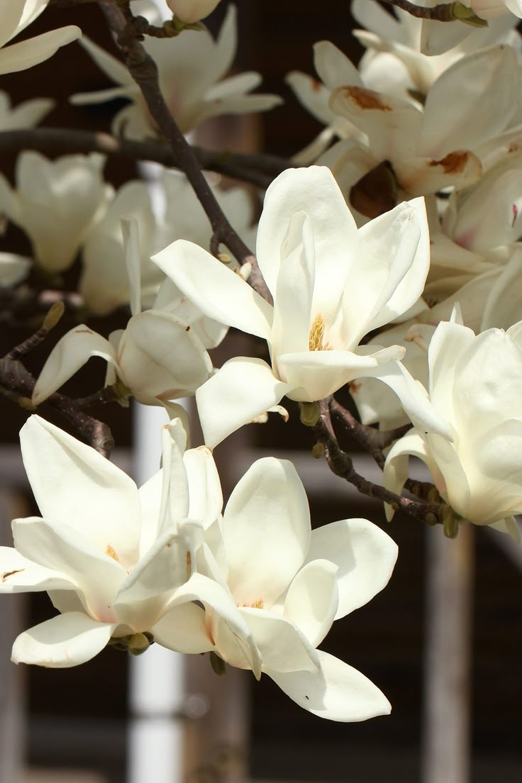 some white flowers are blooming on a tree