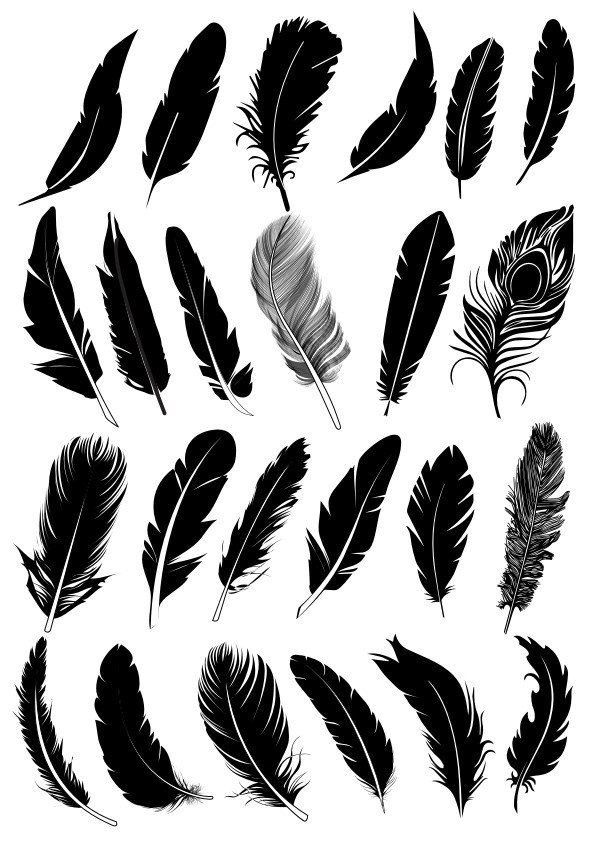 a collection of black feathers on a white background stock photo - premium royaltying, code 697 - 080982