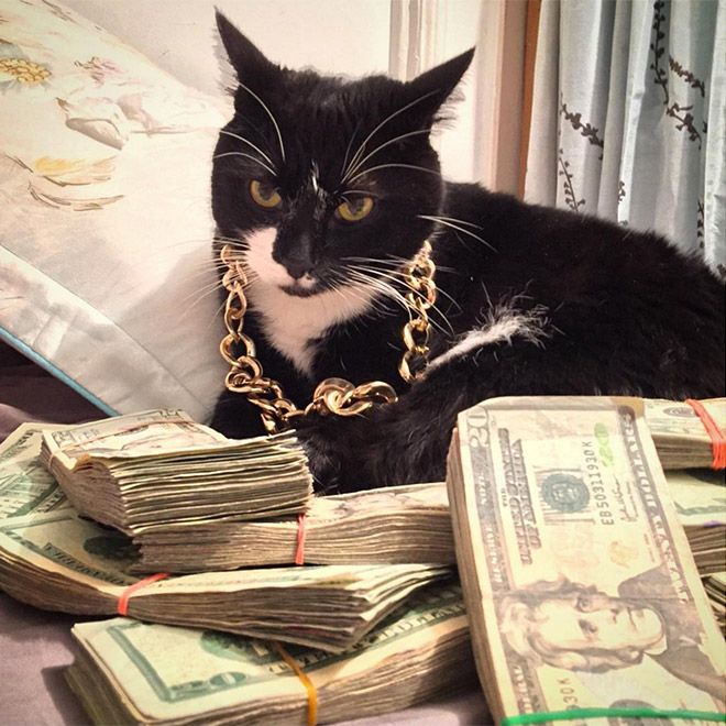 a black and white cat sitting on top of a bed covered in money