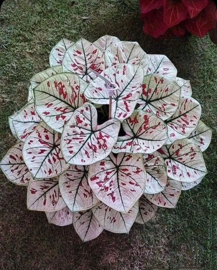 an arrangement of white and red leaves on the ground