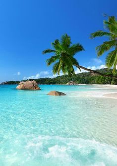 the water is crystal clear and blue with palm trees in the foreground on an idyllic beach