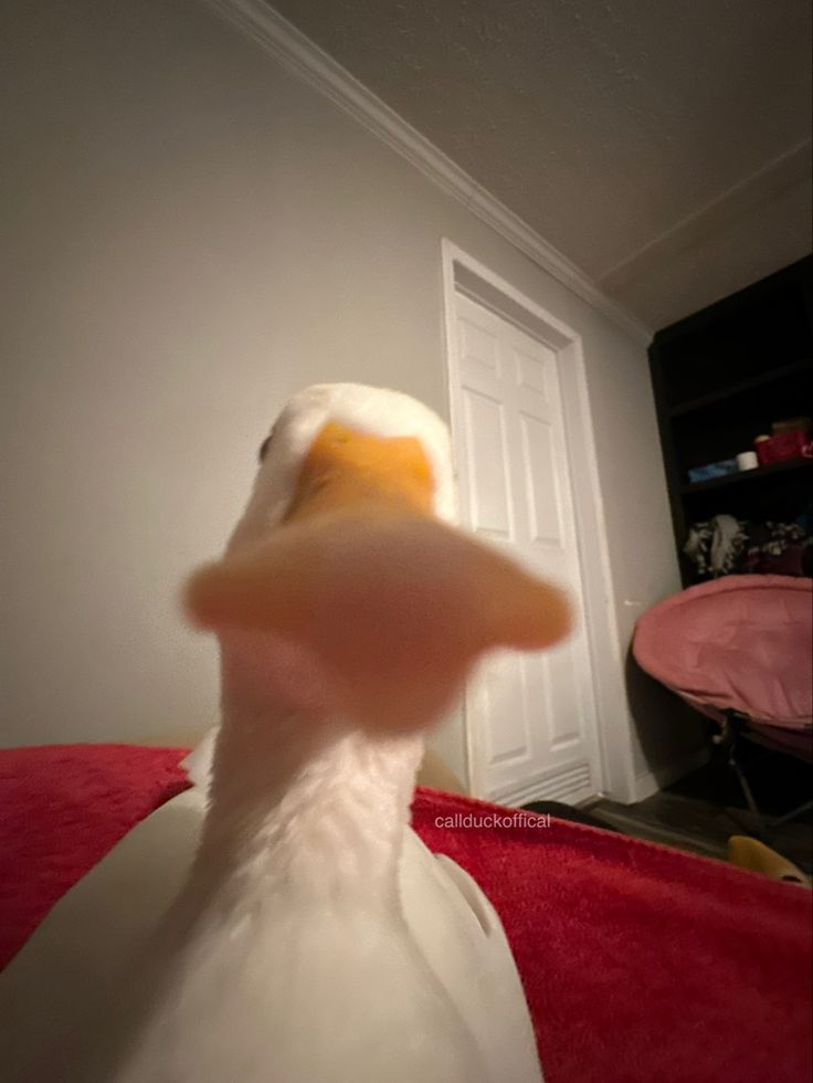 a white bird with an orange beak standing in front of a door