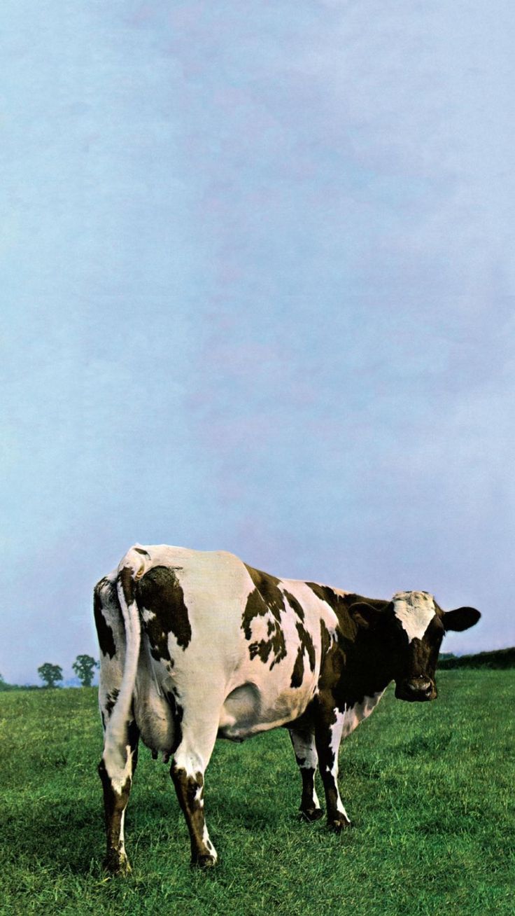 a brown and white cow standing on top of a lush green field next to a blue sky