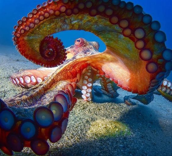 an octopus is swimming in the ocean with it's tentacles stretched out to its side