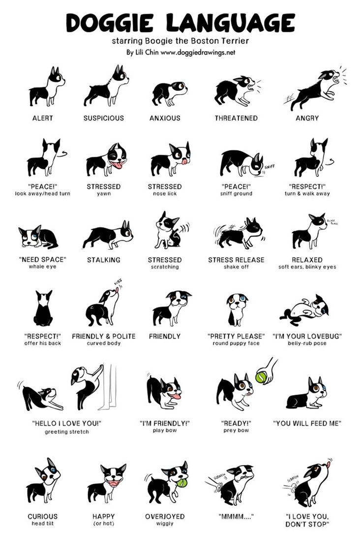 the dogue language chart is shown in black and white