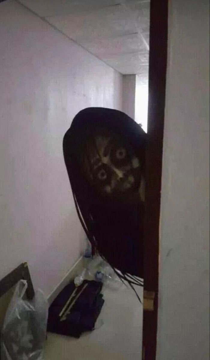 a cat peeking out from behind a chair in a room that has been torn down