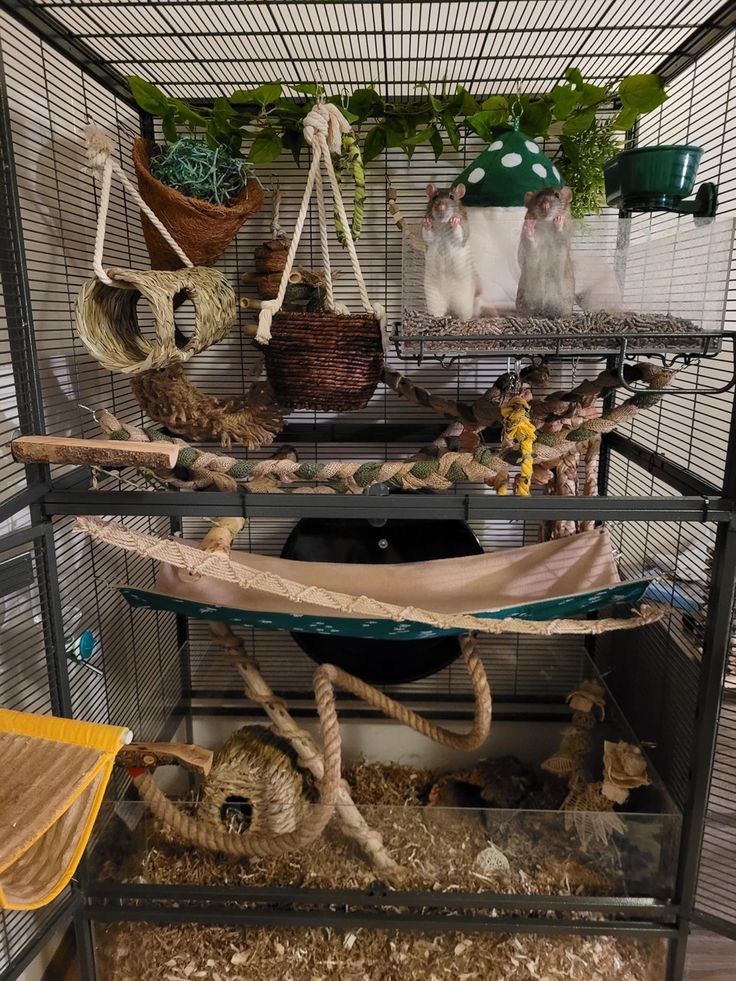 a cage filled with lots of different types of birds and hamsters in it