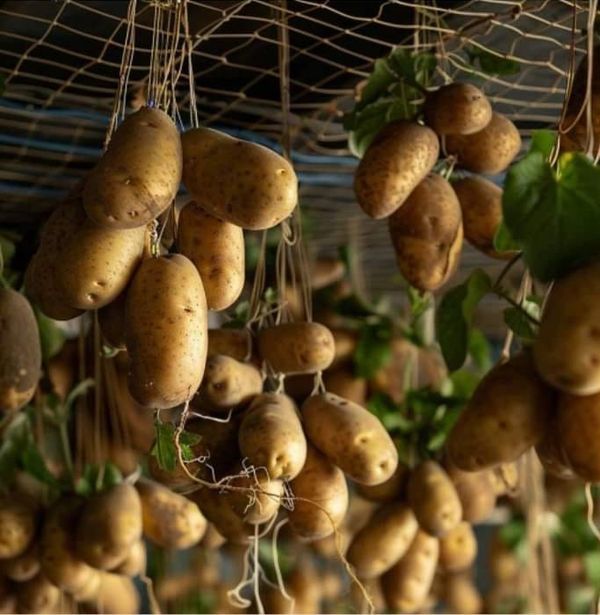 many potatoes hanging from the ceiling in a room with green leaves on them and vines