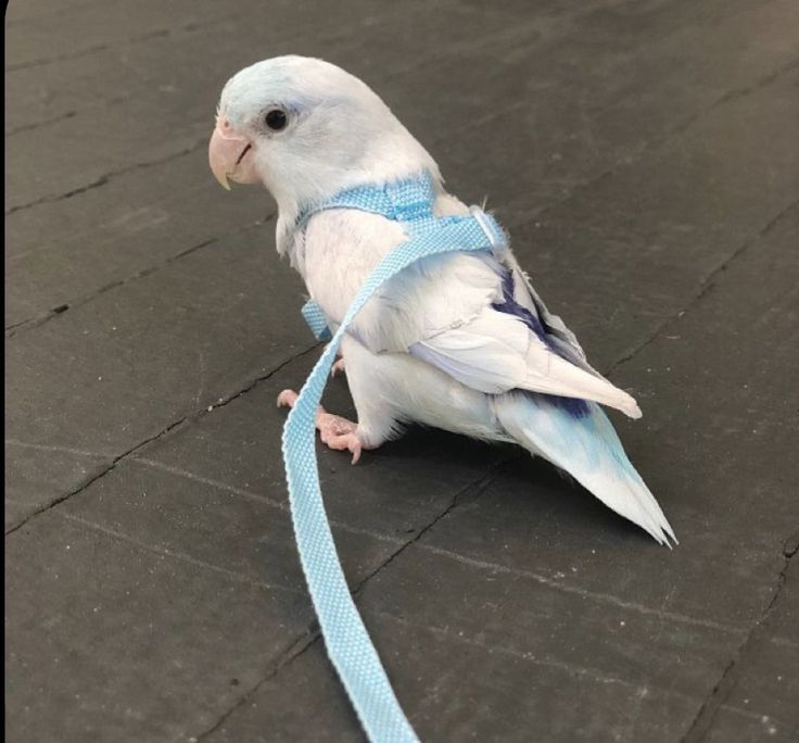 a blue and white parakeet sitting on the ground with a leash around it's neck