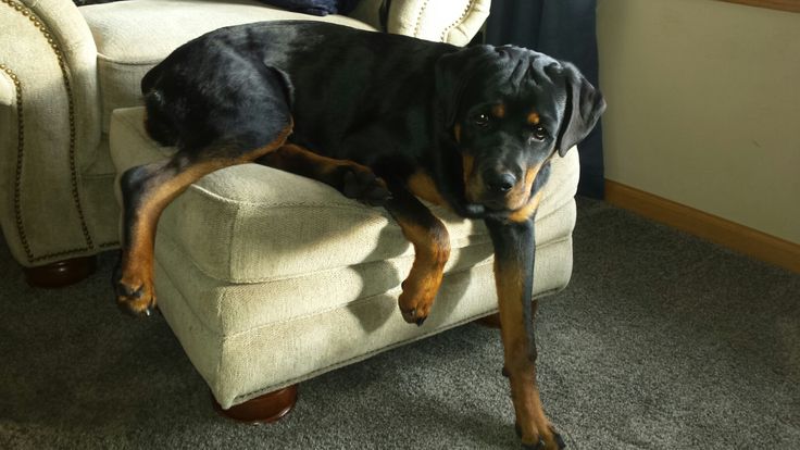 a large black and brown dog laying on top of a chair