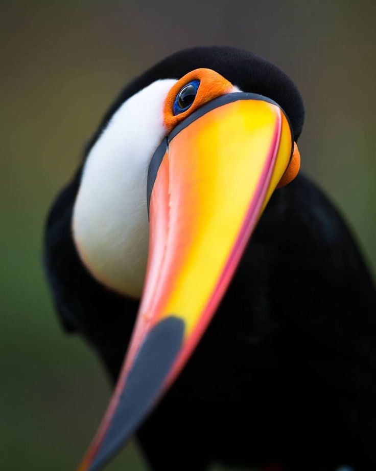 a close up of a toucan bird with a bright orange and black beak