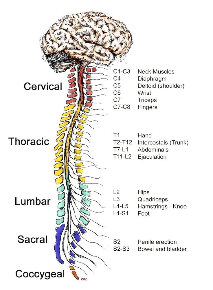 How the spinal cord works - Reeve Foundation Spine Chart, Spinal Anatomy, Anatomi Dan Fisiologi, Sistem Saraf, Basic Anatomy And Physiology, Medical Student Study, Nursing School Survival, Human Body Anatomy, Nursing School Studying