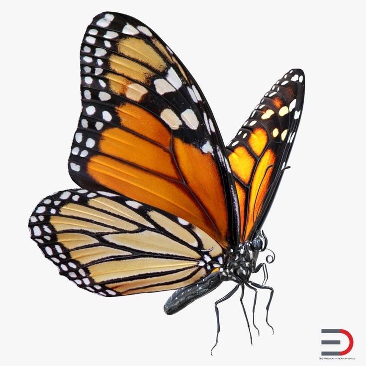 an orange and black butterfly with white dots on it's wings flying in the air