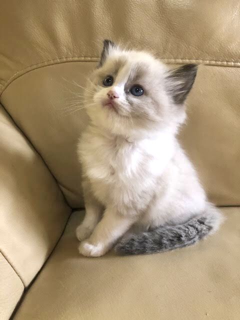 a small kitten sitting on top of a couch