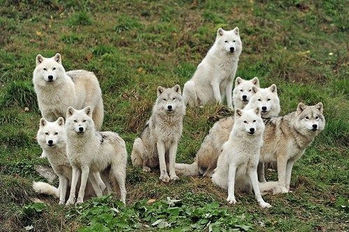 a group of white wolf standing on top of a grass covered field next to each other