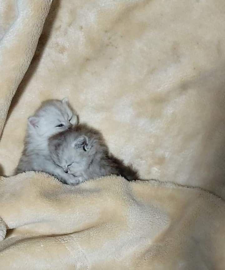 two kittens cuddle together under a blanket