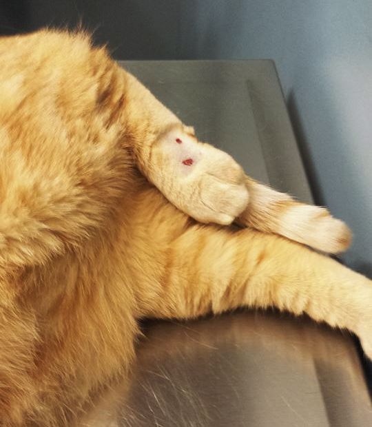 an orange cat laying on top of a metal table next to a black object with its paw resting on it's head