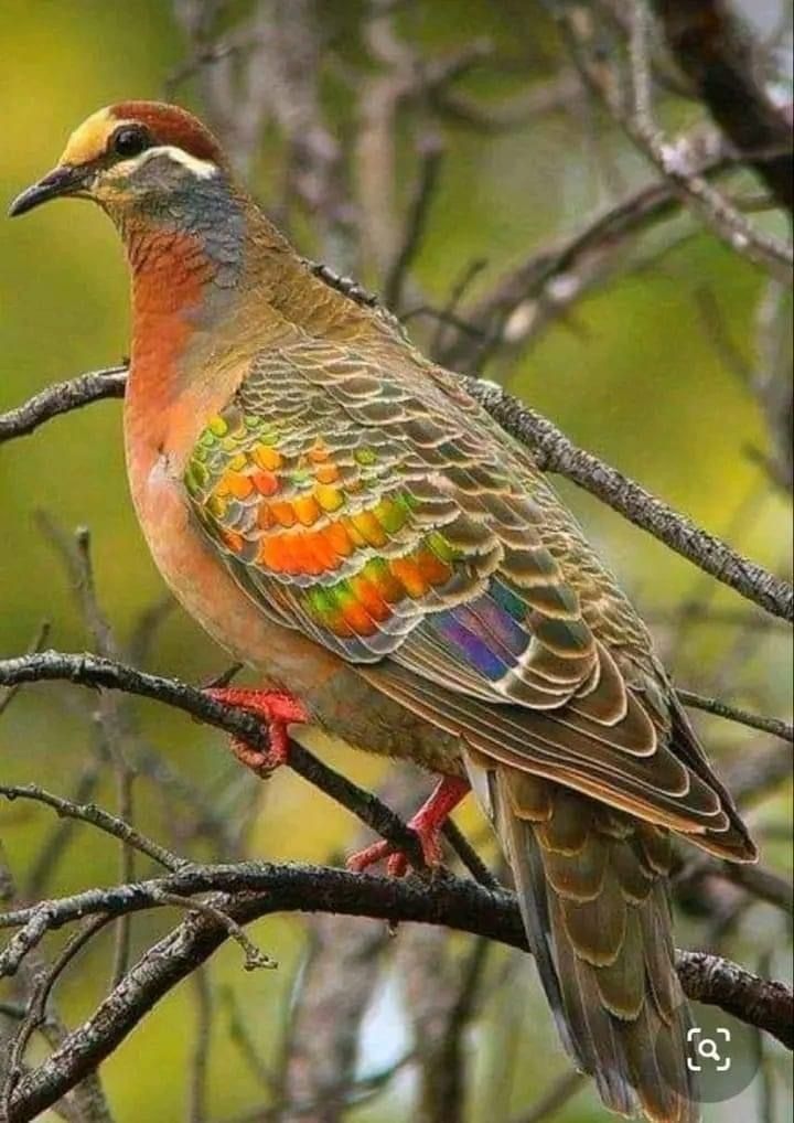 a colorful bird perched on top of a tree branch