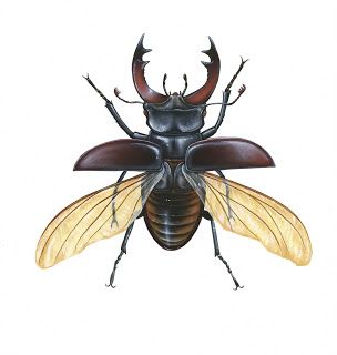 an insect with horns and wings on it's back, is shown in the image below