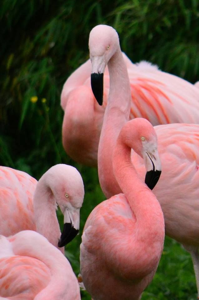 several pink flamingos are standing together in the grass