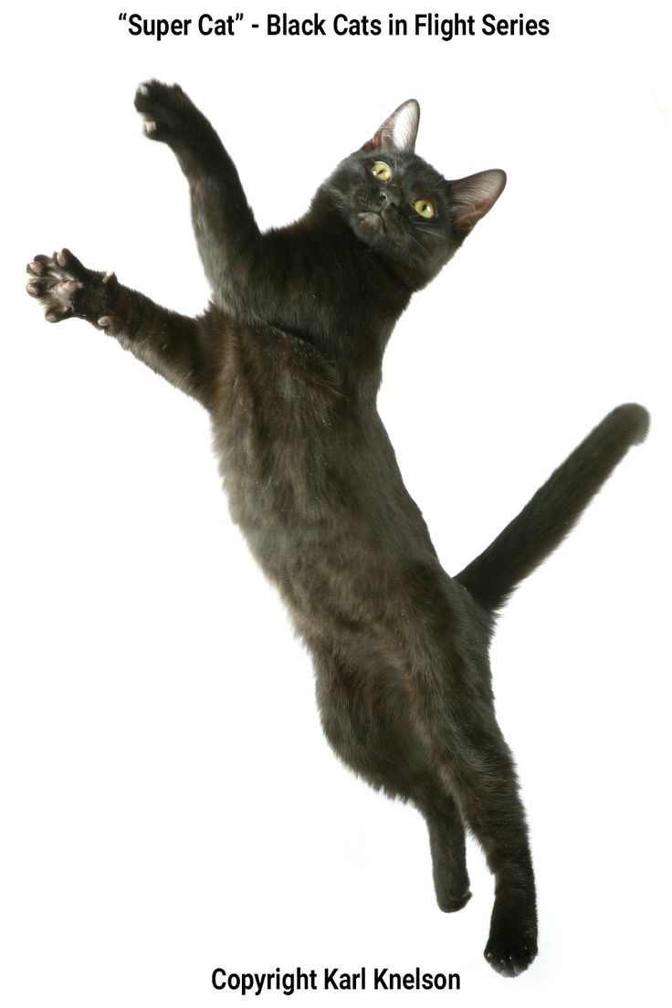 a black cat is in the air with it's front paws up and legs spread out