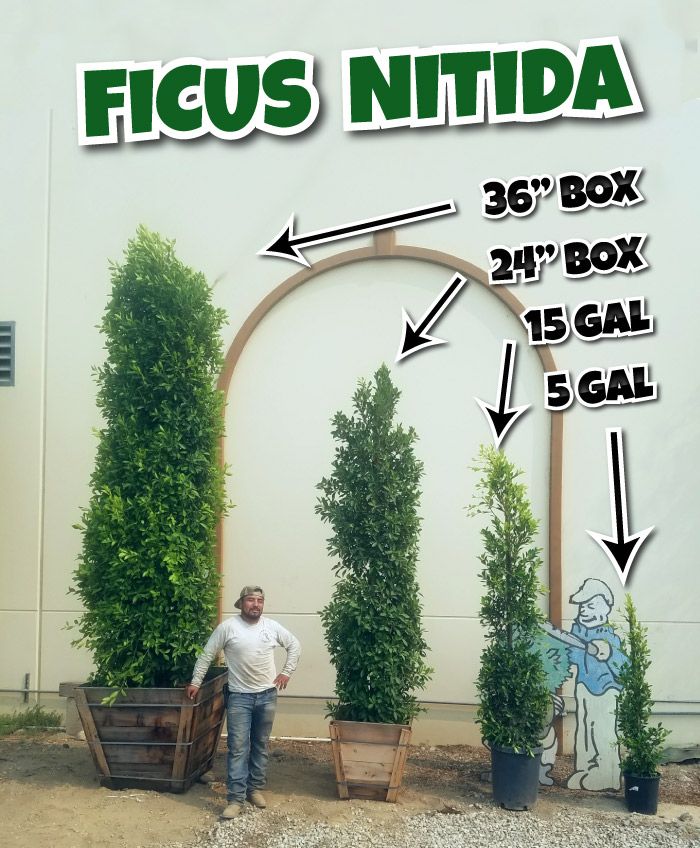 a man standing in front of a tall arch with plants growing out of it's sides