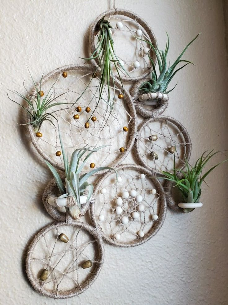 some air plants are hanging on the wall