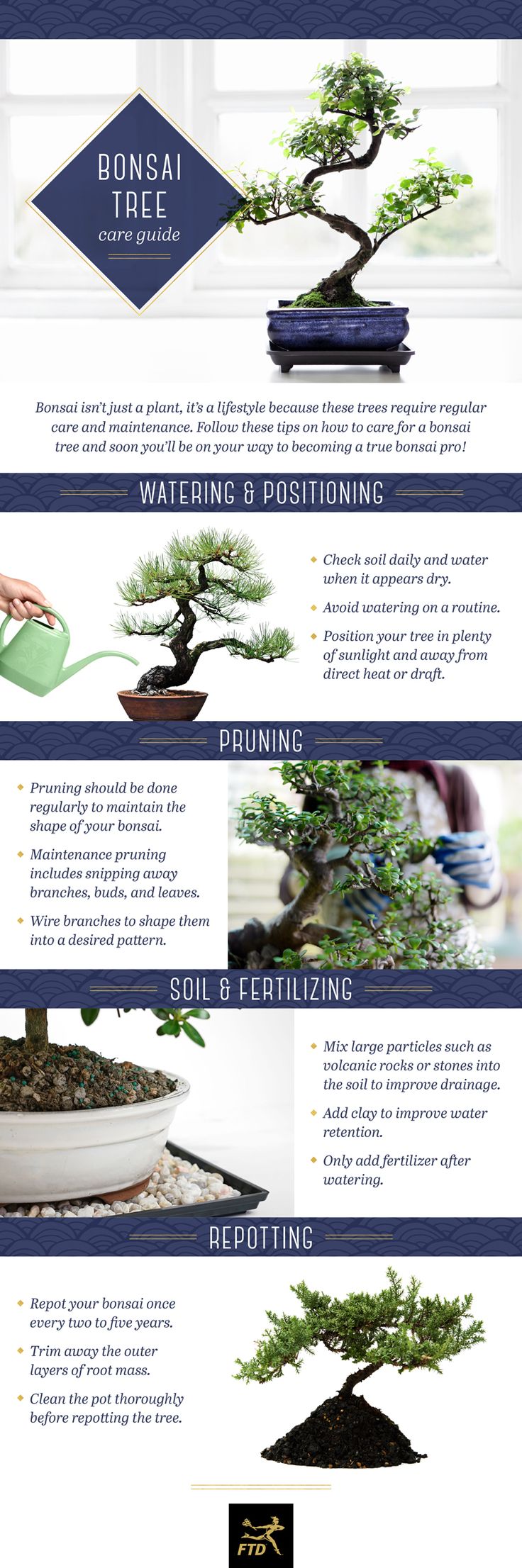 How To Care For Your Bonsai Tree In 2023