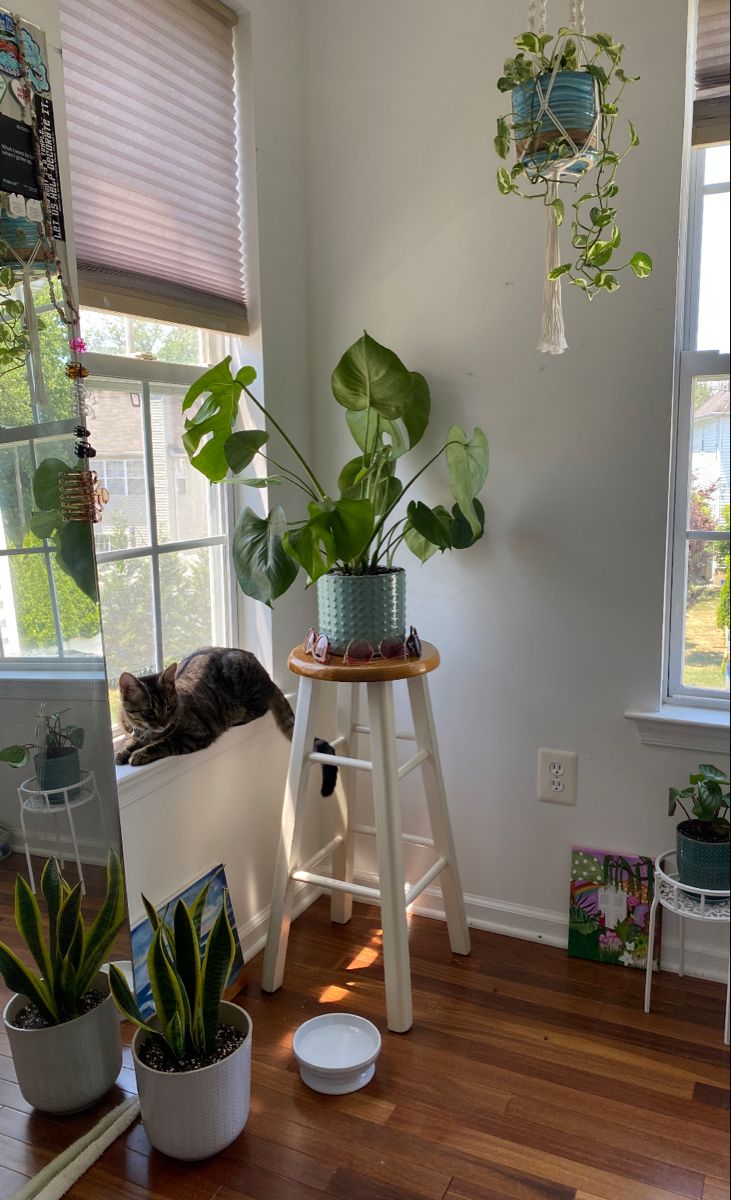 a cat is sitting on a stool next to some houseplants and other plants