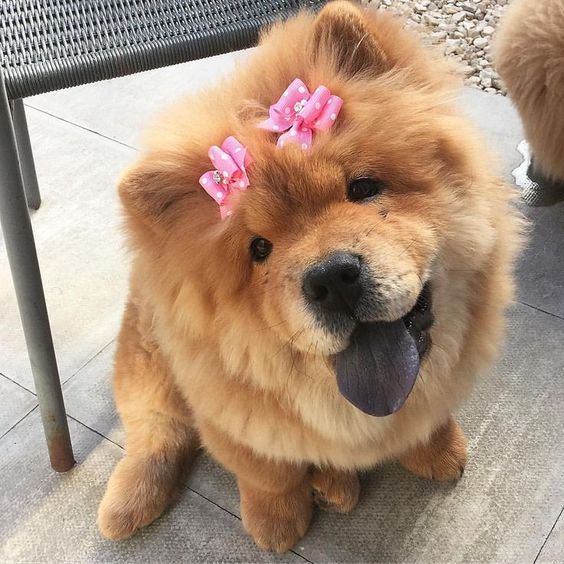 a brown dog with pink bows on its head sitting in front of a metal table