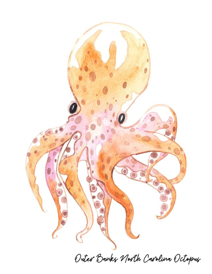 an octopus is painted in watercolor and ink