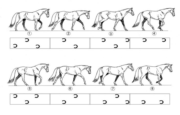 the letter c worksheet shows how to draw a horse's head and tail