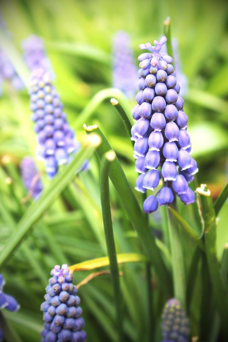 some very pretty blue flowers in the grass