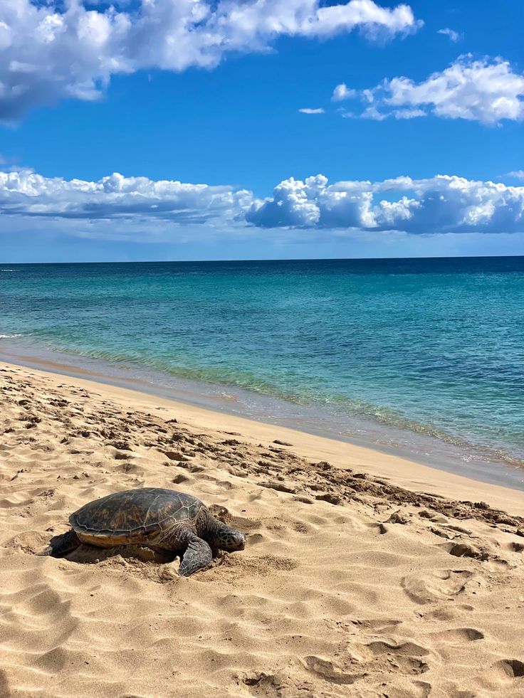 a large turtle laying on top of a sandy beach next to the ocean with blue sky and clouds