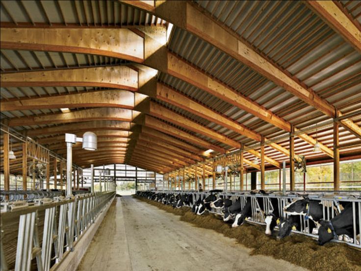 cows are lined up in their stalls at the farm