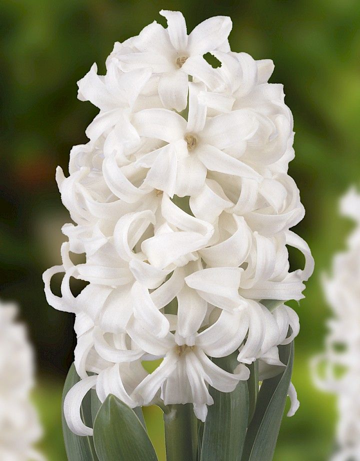 a white flower with green leaves in the background