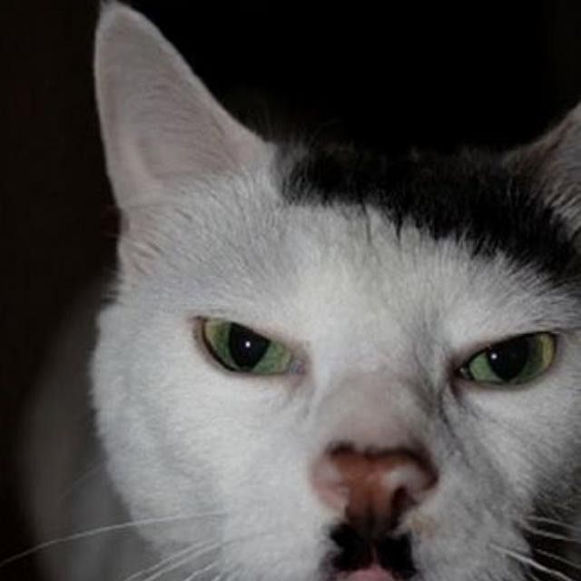 a black and white cat with green eyes looking at the camera while making a funny face