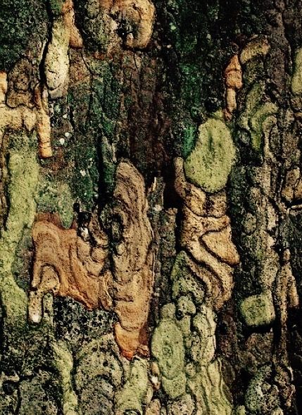 the bark of a tree with moss growing on it