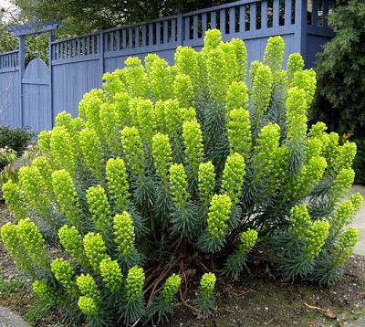 a large green plant sitting in the middle of a garden next to a blue fence