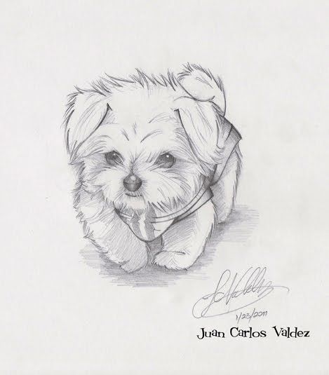 a drawing of a small dog with a collar