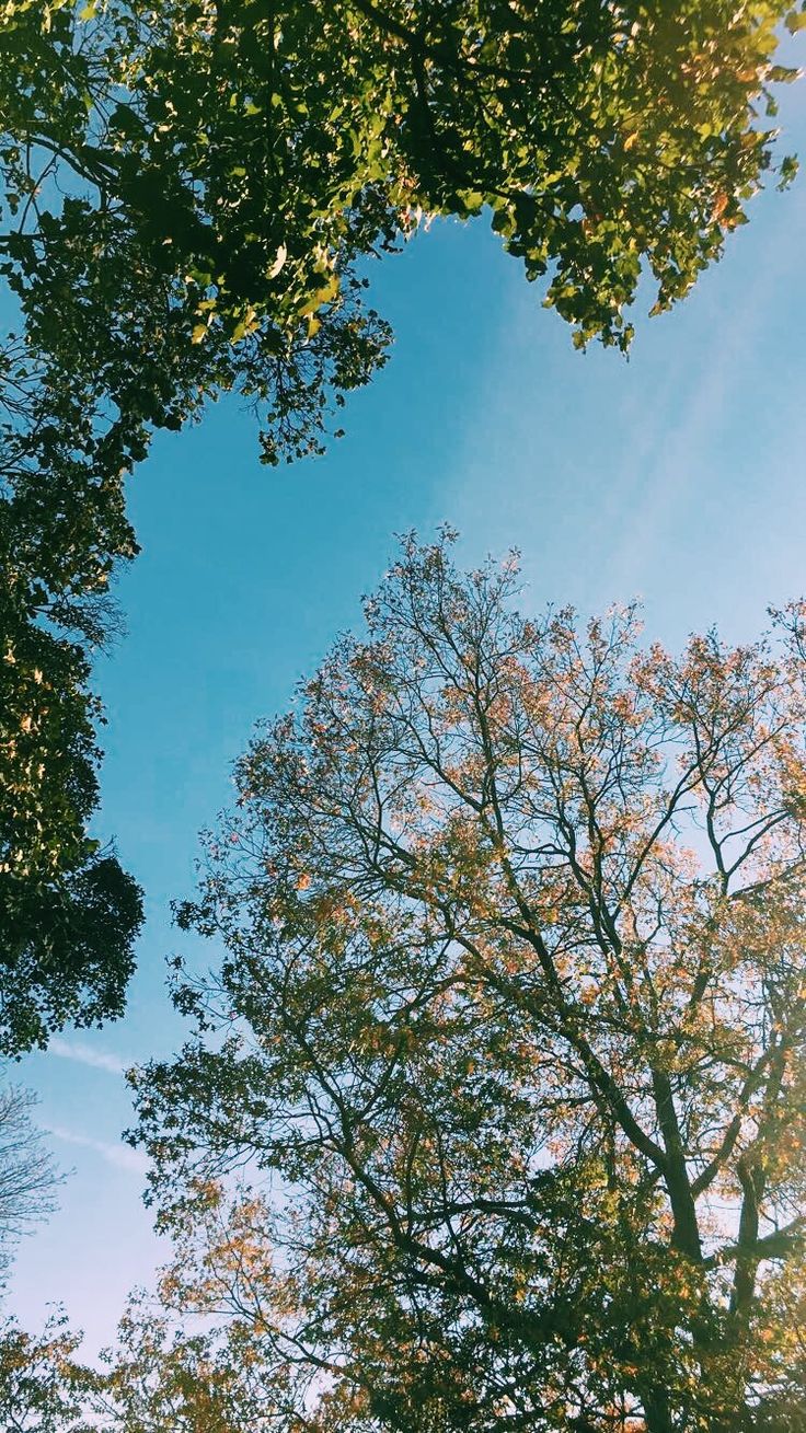 looking up at the tops of several trees in an open area with blue sky and sun shining through them