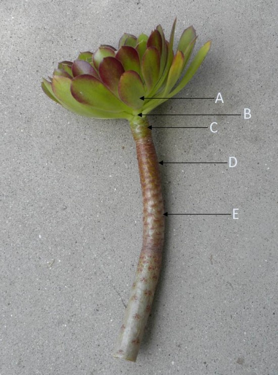 an image of a plant that is on the ground with its parts labeled in english