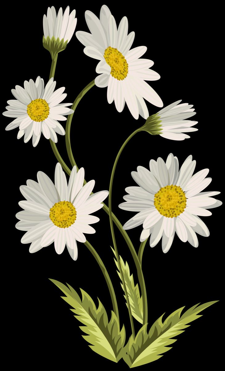 three white daisies on a black background