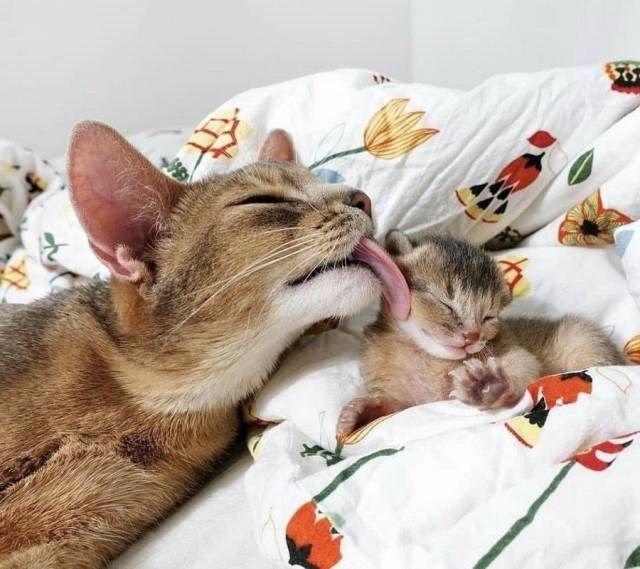 a cat and kitten laying on top of a bed next to each other with their mouths open