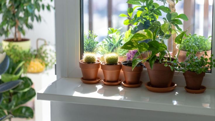 Garden For Indoor | Gardening Guides | Houseplants & More